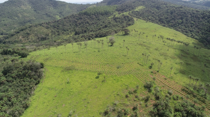 Mineração Usiminas preserva mais de 5 mil hectares de áreas verdes 